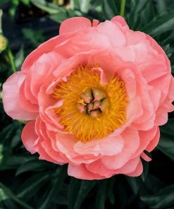Brighter Blooms Perennials Coral Charm Peony