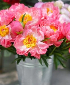 Brighter Blooms Perennials Coral Charm Peony