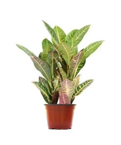 Brighter Blooms Croton Plant