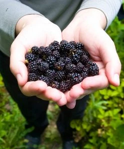 Brighter Blooms Black Raspberry Bush 6 Brighter Blooms Black Raspberry Bush