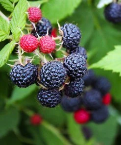 Brighter Blooms Black Raspberry Bush