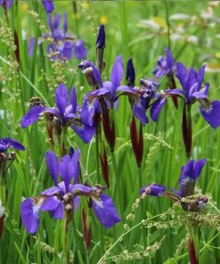 Brighter Blooms Caesar's Brother Siberian Iris 7 Brighter Blooms Caesar's Brother Siberian Iris