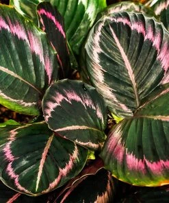 Brighter Blooms Calathea Dottie