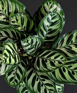 Brighter Blooms Calathea Makoyana House & Patio