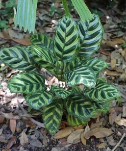 Brighter Blooms Calathea Makoyana House & Patio