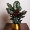 Brighter Blooms Calathea Ornata