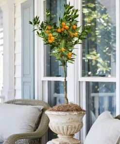 Brighter Blooms California Honey Mandarin Tree