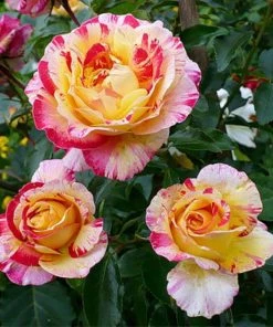 Brighter Blooms Camille Pissarro™ Rose