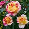 Brighter Blooms Camille Pissarro™ Rose