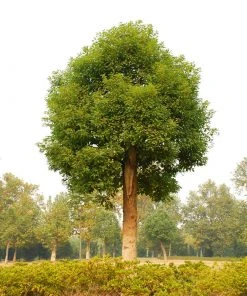 Brighter Blooms Camphor Laurel Tree