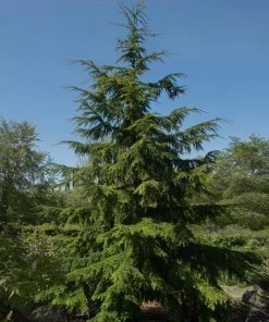 Brighter Blooms Canadian Hemlock Tree