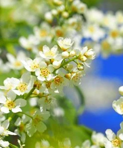 Brighter Blooms Canada Red Chokecherry Tree SHOP ALL