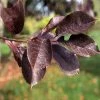 Brighter Blooms Canada Red Chokecherry Tree SHOP ALL