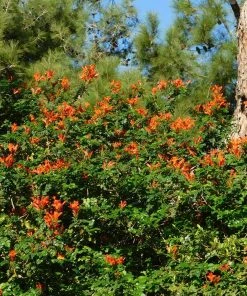 Brighter Blooms Cape Honeysuckle
