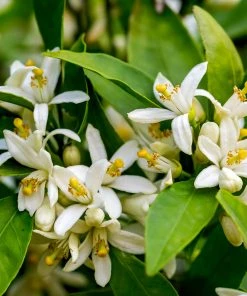 Brighter Blooms Cara Cara Navel Orange Tree 7 Brighter Blooms Cara Cara Navel Orange Tree