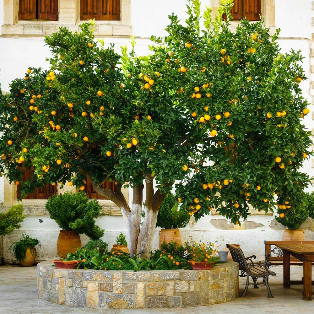 Brighter Blooms Cara Cara Navel Orange Tree 2 Brighter Blooms Cara Cara Navel Orange Tree