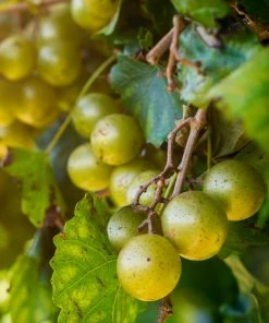 Brighter Blooms Carlos Scuppernong Grape Vine Grape Vines