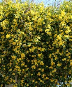 Brighter Blooms Carolina Jasmine New Perennials