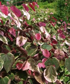 Brighter Blooms Carolina Sweetheart® Redbud Tree