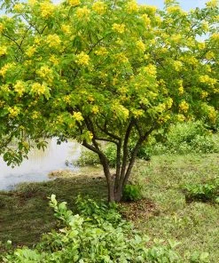 Brighter Blooms Flowering Trees Cassia Tree 7 Brighter Blooms Flowering Trees Cassia Tree