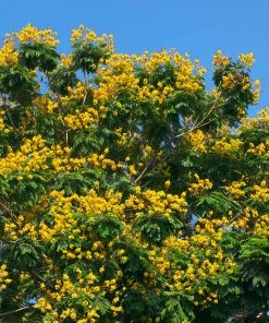 Brighter Blooms Flowering Trees Cassia Tree 6 Brighter Blooms Flowering Trees Cassia Tree