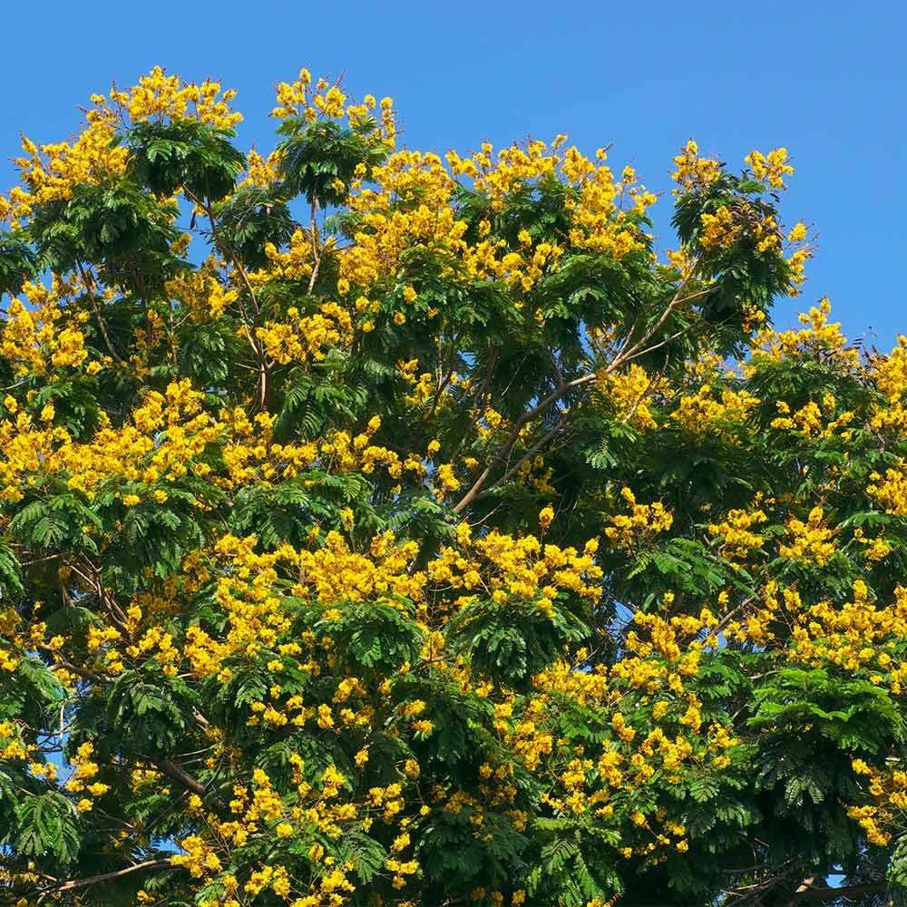 Brighter Blooms Flowering Trees Cassia Tree 3 Brighter Blooms Flowering Trees Cassia Tree