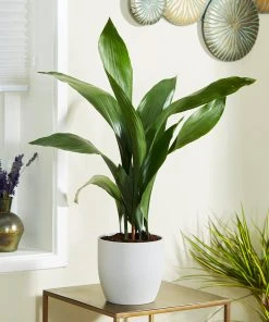 Brighter Blooms Cast Iron Plant