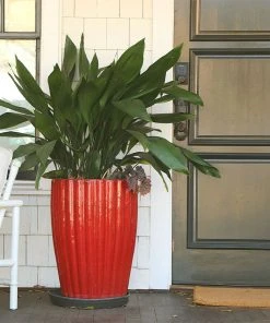 Brighter Blooms Cast Iron Plant