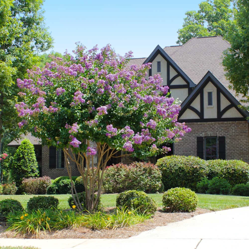 Brighter Blooms Catawba Crape Myrtle Tree Flowering Trees 2 Brighter Blooms Catawba Crape Myrtle Tree Flowering Trees