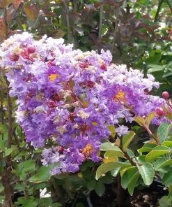 Brighter Blooms Catawba Crape Myrtle Tree Flowering Trees 8 Brighter Blooms Catawba Crape Myrtle Tree Flowering Trees