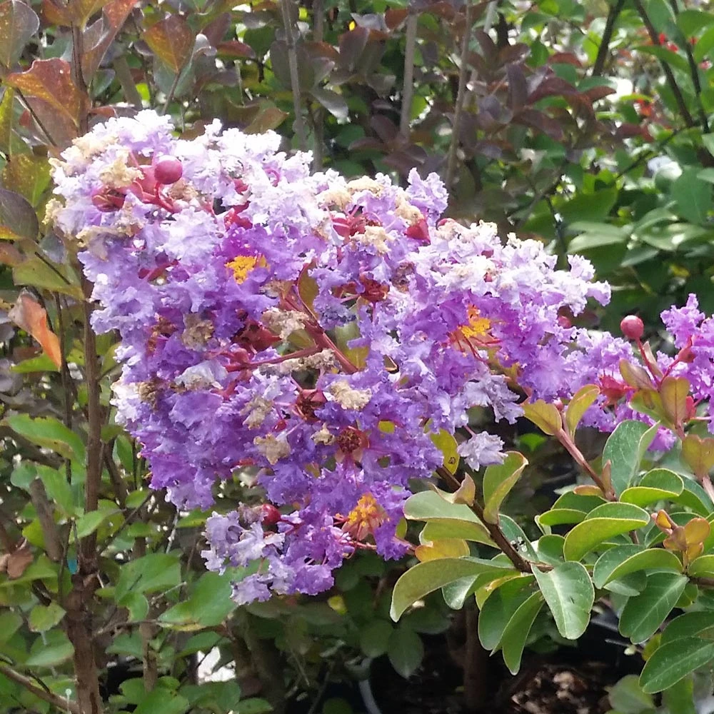 Brighter Blooms Catawba Crape Myrtle Tree Flowering Trees 4 Brighter Blooms Catawba Crape Myrtle Tree Flowering Trees