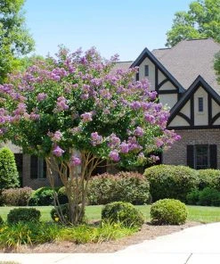 Brighter Blooms Catawba Crape Myrtle Tree Flowering Trees