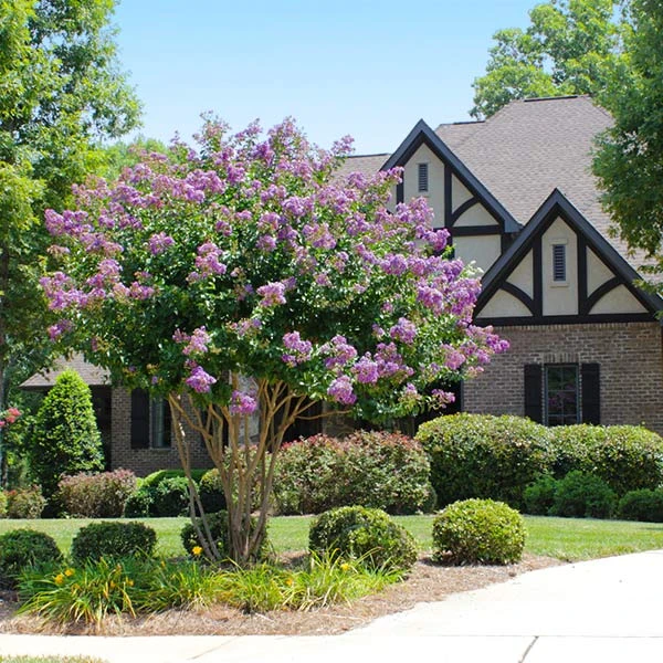 Brighter Blooms Catawba Crape Myrtle Tree Flowering Trees 1 Brighter Blooms Catawba Crape Myrtle Tree Flowering Trees