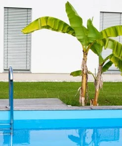 Brighter Blooms Dwarf Cavendish Banana Tree SHOP ALL 12 Brighter Blooms Dwarf Cavendish Banana Tree SHOP ALL