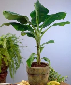 Brighter Blooms Dwarf Cavendish Banana Tree SHOP ALL 11 Brighter Blooms Dwarf Cavendish Banana Tree SHOP ALL