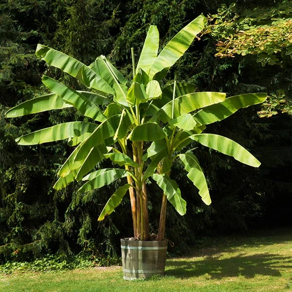 Brighter Blooms Dwarf Cavendish Banana Tree SHOP ALL 1 Brighter Blooms Dwarf Cavendish Banana Tree SHOP ALL