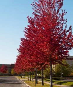 Brighter Blooms Celebration Maple Tree