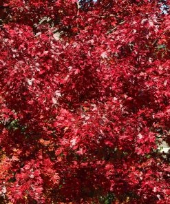Brighter Blooms Celebration Maple Tree