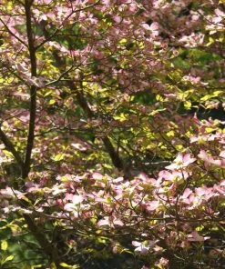 Brighter Blooms Celestial Shadow Dogwood Tree Flowering Trees
