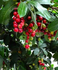 Brighter Blooms Centre Court™ Cherry Laurel Evergreen & Privacy