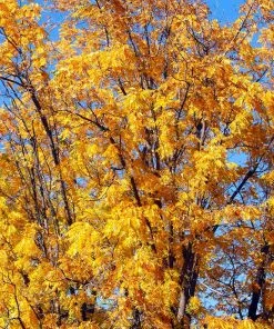 Brighter Blooms Chandler Walnut Tree Fruit Trees