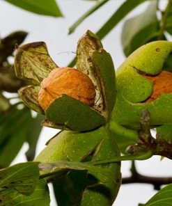 Brighter Blooms Chandler Walnut Tree Fruit Trees