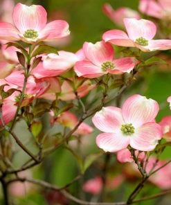 Brighter Blooms Flowering Trees Cherokee Brave Dogwood Tree