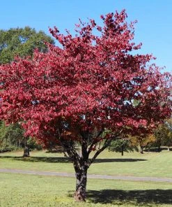 Brighter Blooms Flowering Trees Cherokee Brave Dogwood Tree 7 Brighter Blooms Flowering Trees Cherokee Brave Dogwood Tree