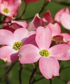 Brighter Blooms Cherokee Chief Dogwood Tree Dogwood Trees