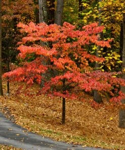 Brighter Blooms Cherokee Chief Dogwood Tree Dogwood Trees