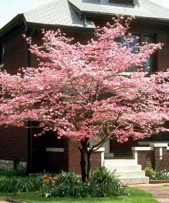 Brighter Blooms Cherokee Chief Dogwood Tree Dogwood Trees