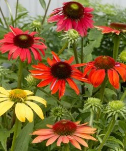 Brighter Blooms Cheyenne Spirit Echinacea (Coneflower) Perennials