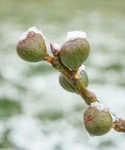 Brighter Blooms Chicago Hardy Fig Tree Fruit Trees