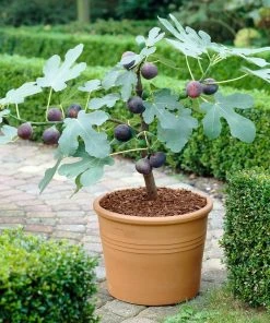 Brighter Blooms Chicago Hardy Fig Tree Fruit Trees